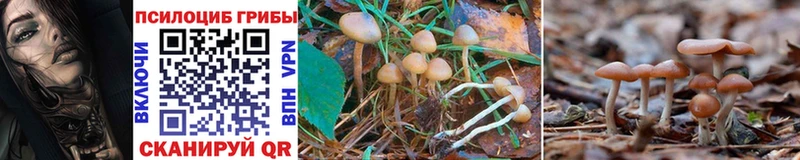 Галлюциногенные грибы Psilocybe  гидра как зайти  даркнет как зайти  Коряжма 